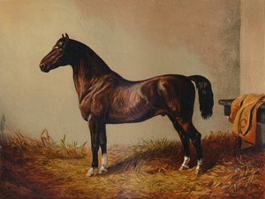 Volledige Pony Hack Don Carlos, ca. 1897