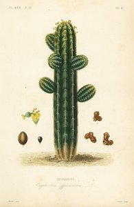 Euphorbia officinarum, Euphorbe door Unbekannt
