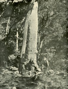 Eurobin Watervallen, Buffalo Bergen, 1901 door Unbekannt