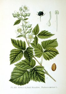 Europese dauwbes, 1893 door Unbekannt