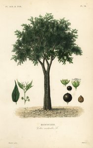 Europese netelboom, mediterrane hackberry, lotusboom of honingbes, Celtis australis, micocoulier