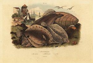 Europese schol, Pleuronectes platessa, gewone schar, Limanda limanda, en tong, Solea solea