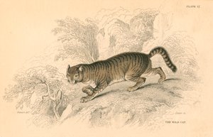 Europese wilde kat Felis silvestris door Unbekannt
