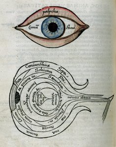 Ogen Structuur van het oog