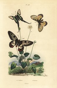 Valse apollo, Archon apollinus, witte drakenstaart, Lamproptera curius, en doorzichtige zwaluwstaart, Cressida cressida, parnassia, Parnassia palustris