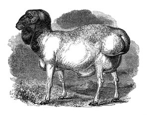 Vetstaartschapen van Tartary