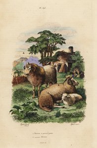 Vetstaartschaap, Ovis aries, en Merino schaap, Ovis aries door Unbekannt