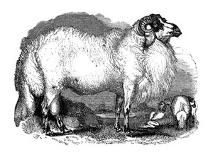 Vetstaartschapen van Syrië, 1848