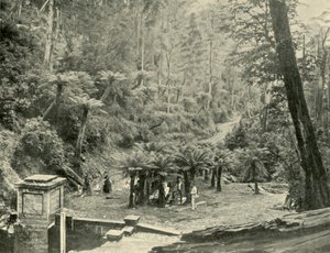 Varensboomlaantje en Pad, Mount Wellington, 1901
