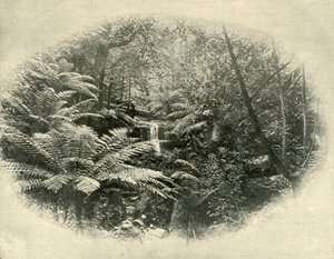 Fern Tree Gully, Tasmanië, 1901