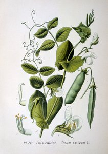 Veld- en Tuinerwt, 1893