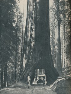 Fijn exemplaar van het grootste organisme dat ooit heeft geleefd, ca. 1935 door Unbekannt