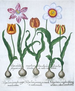 Vijf tulpen door Unbekannt
