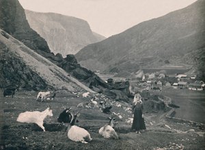 Flaam