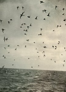 Vlucht van Antarctische stormvogels door Unbekannt