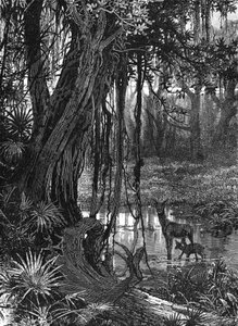 Florida Everglades, VS, ca. 1885 door Unbekannt
