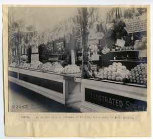 Florida tuinbouwtentoonstelling in het Paleis van Tuinbouw op de Wereldtentoonstelling 1904 door Unbekannt