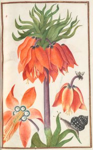 Florilegium: pagina 19 recto oranje fritillaria imperialis kroon keizerlijk door Unbekannt