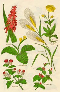 Bloemen: Aloë, Arnica, Pijlkruid, Gerst, Citroenmelisse, Klis, c1940 door Unbekannt