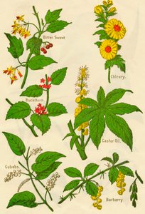Bloemen: Bitterzoet, Wegedoorn, Kubeben, Cichorei, Ricinusolie, Berberis, ca. 1940