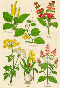 Bloemen: Weegbree, Sarsaparilla, Salie, Peterselie, Scilla, Pepermunt, ca. 1940