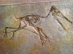 Fossiel skelet van een Pterodactylus, uit de collectie van het British Museum