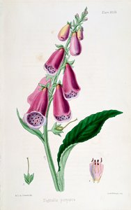 Vingerhoedskruid Digitalis purpurea, 19e eeuw door Unbekannt
