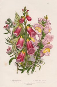 Vingerhoedskruid Digitalis purpurea centrum, c1885