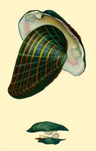 Zoetwatermossel, 1801, 1946