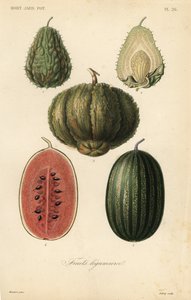 Vruchten, fruits legumieres door Unbekannt