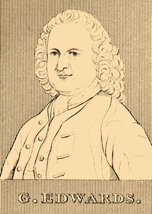 G. Edwards, 1694-1773 door Unbekannt