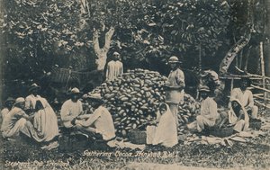 Cacao Oogsten, Trinidad, B.W.I., begin 20e eeuw