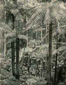 Reuzenvarens in Gembrook, 1901