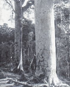 Grote Kauri-boom door Unbekannt
