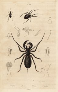 Reuzenzweepschorpioen, Mastigoproctus giganteus, kever, Theratus soort, en spin, Theridion soort door Unbekannt