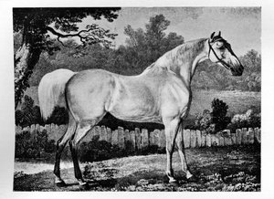 Gimcrack, 1760-1777, 1911