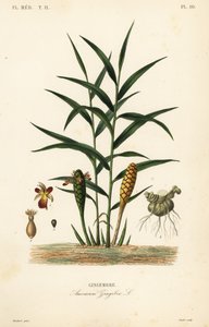 Gember of gemberwortel, Zingiber officinale, Amomum zingiber, Gingembre