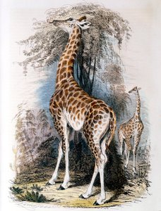 Giraffe die aan een boom knabbelt, 1836