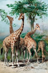 Giraffen die bladeren eten, ca. 1885