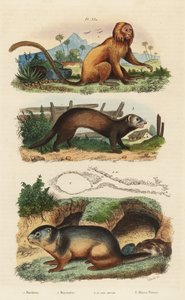 Gouden leeuwaapje, Leontopithecus rosalia, bedreigd, alpenmarmot, Marmota marmota en hol, en fret of bunzing, Mustela putorius door Unbekannt