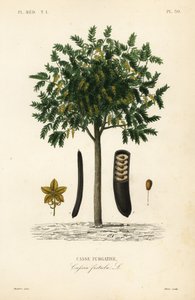 Gouden regenboom, Cassia fistula door Unbekannt