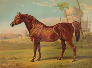 Goldie, Hoogwaardige Arabier