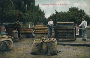 Walnoten sorteren in Californië, ca. 1910s