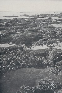 Groot Barrièrerif, 1924 door Unbekannt