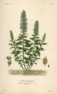Grote blauwe lobelia, Lobelia siphilitica, Lobelia siphylitica, Lobelie siphylitique door Unbekannt