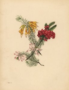 Grote gebloemde Heide, Helderrode Heide, Porseleinen Heide, Eenzaamheid