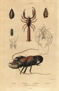 Grote groene sabelsprinkhaan, Tettigonia viridissima, foraminifera, Bannerella gibbosa, schorpioenmodderkreeft, Thalassina anomala, rivierkreeft, Astacus goudotii, en kop van Amerikaanse rivierkreeft door Unbekannt