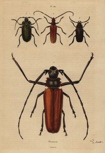 Grote langhoornkever, Enoplocerus armillatus, Aegosoma scabricorne, Pyrodes nitidus en Prionus desmaretii door Unbekannt