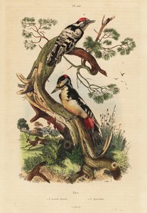 Grote bonte specht en kleine bonte specht