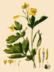 Grote stinkende gouwe, 1839, 1944 door Unbekannt
